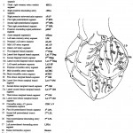 Coronary-artery-naming-convention